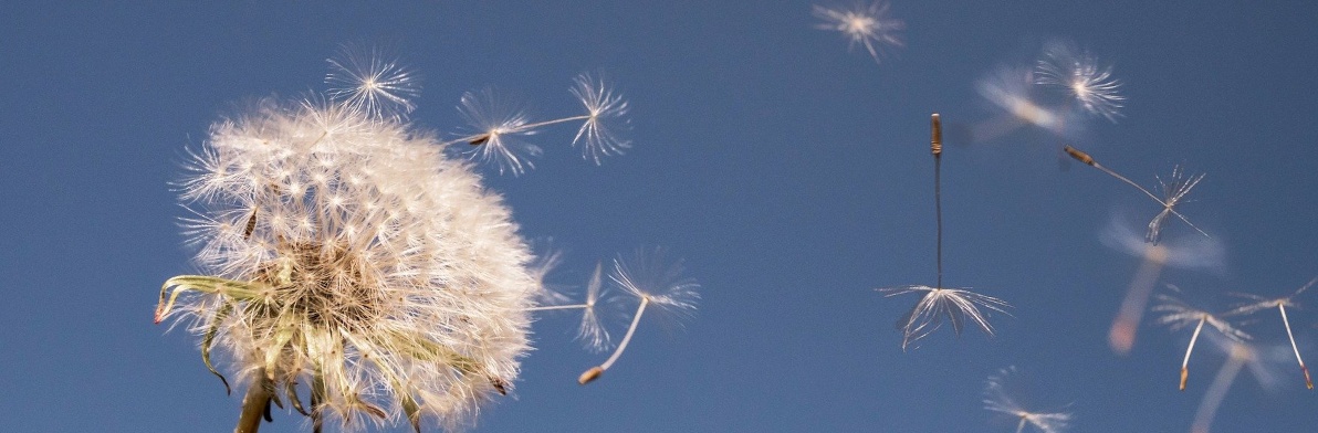 Auf dem Foto ist eine Pusteblume mit fliegenden Flugschirmen abgebildet.